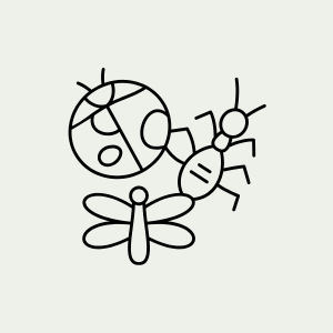 Insect