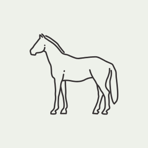 Paard