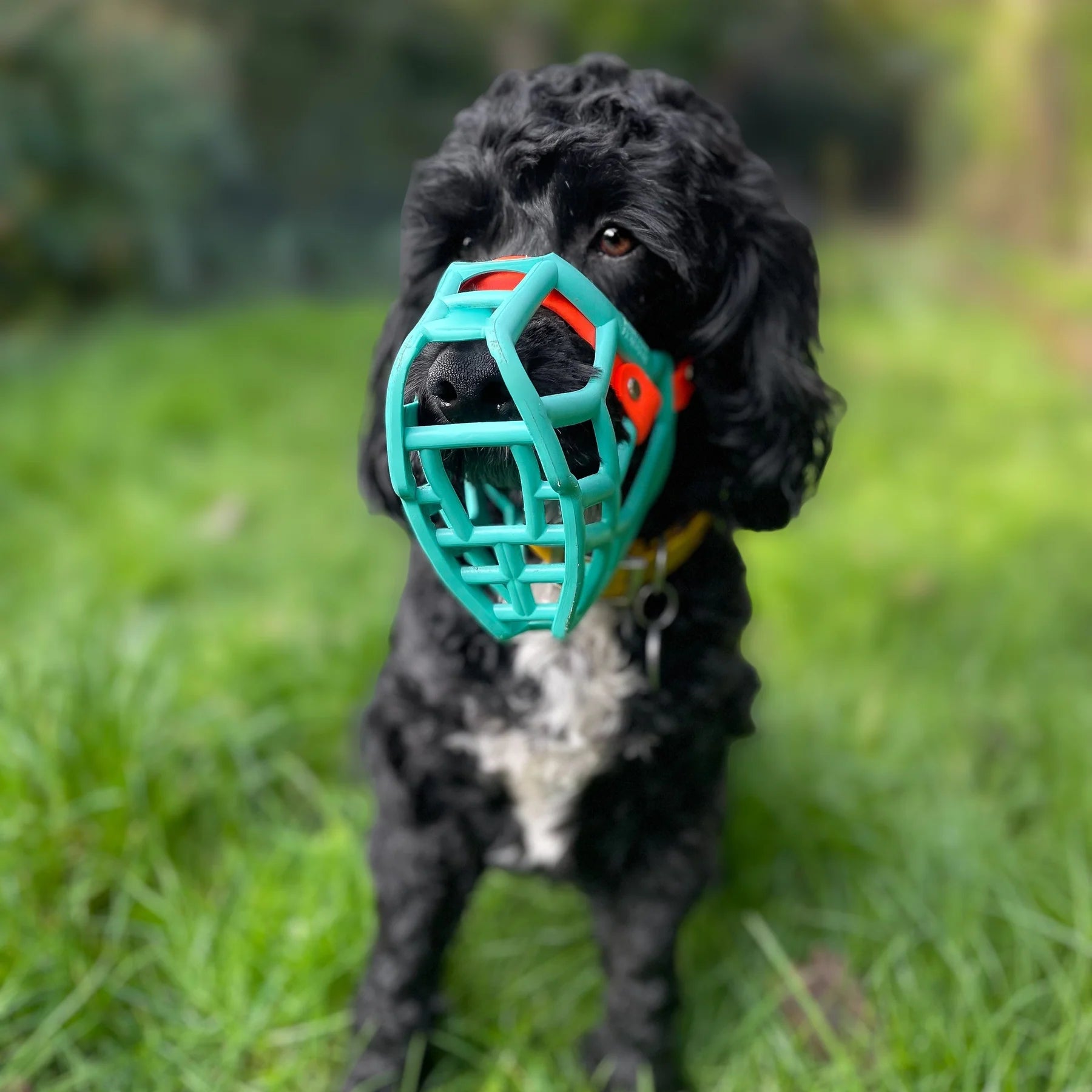 The Muzzle Movement Size Rex