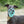 The Muzzle Movement Rex