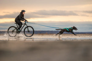 Non-stop Dogwear Freemotion harness 5.0