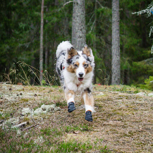 Non-stop Dogwear Protector bootie