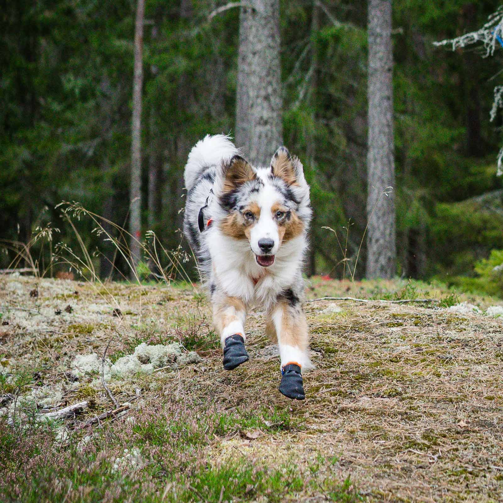Non-stop Dogwear Protector bootie