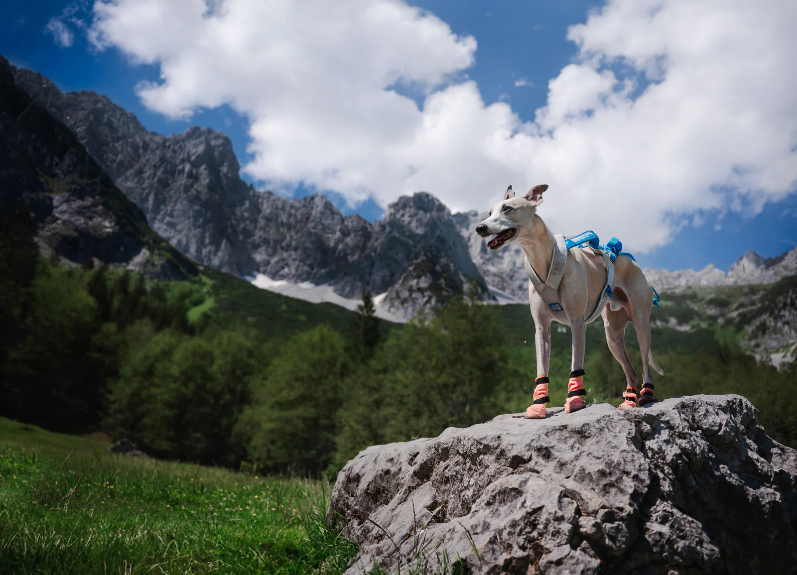 Non-stop Dogwear Protector light socks high