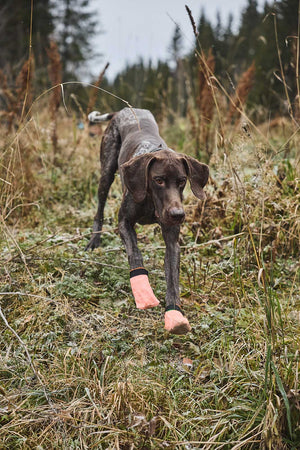 Non-stop Dogwear Protector light socks