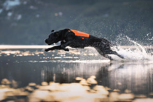 Non-stop Dogwear Protector neoprene vest