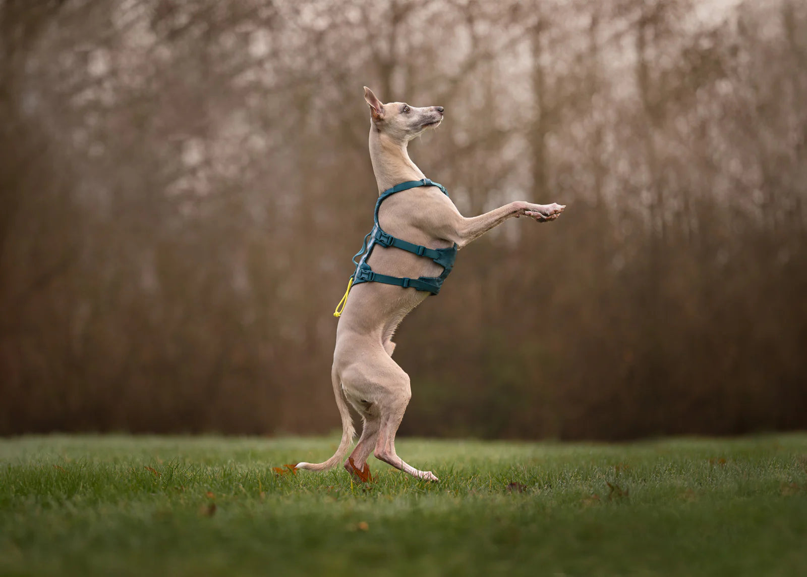 Non-stop Dogwear Ramble harness long