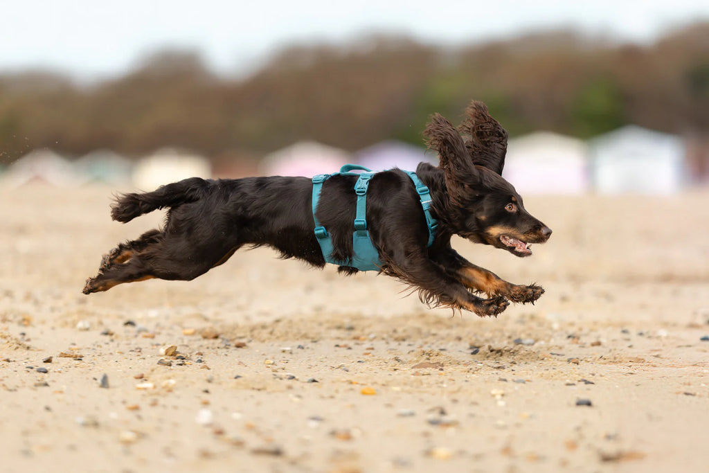 Non-stop Dogwear Ramble harness long