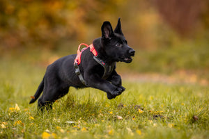 Non-stop Dogwear Ramble harness