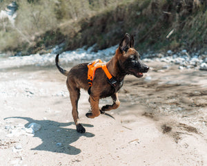 Non-stop Dogwear Ramble harness